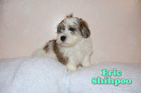 Eric Male ICA Shihpoo $850