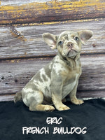 Eric Male AKC French Bulldog $1700