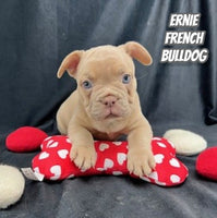 Ernie Male AKC French Bulldog $1500