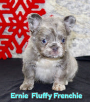 Ernie Male AKC Fluffy French Bulldog $1595