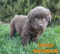 Espresso Male Newfoundland $1375