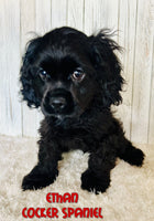 Ethan Male AKC Cocker Spaniel $1000