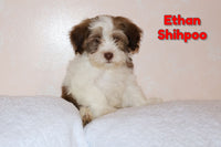 Ethan Male ICA Shihpoo $850