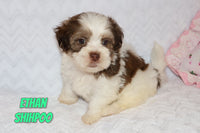 Ethan Male ICA Shihpoo $995