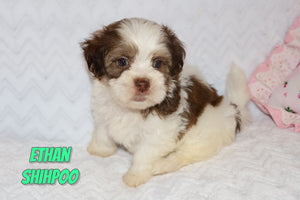 Shihpoo