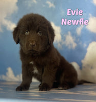 Evie Female Newfoundland $1375