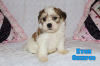 Evon Male ICA Shihpoo $995