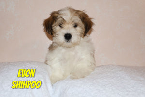 Shihpoo