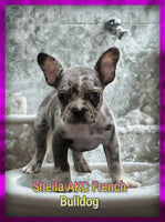 Sheila Female AKC French Bulldog $1600
