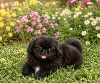 Pekingese