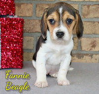 Fannie Female Beagle $550