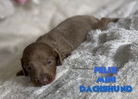 Felix Male ICA Mini Dachshund $1925