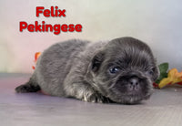 Felix Male ACA Pekingese $2125