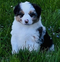 Mini Australian Shepherd