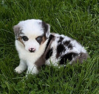 Mini Australian Shepherd