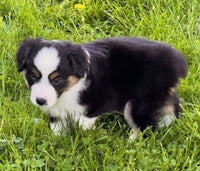 Mini Australian Shepherd