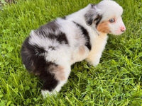 Mini Australian Shepherd