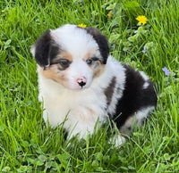 Mini Australian Shepherd