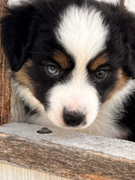 Mini Australian Shepherd