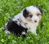Mini Australian Shepherd