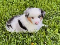 Mini Australian Shepherd