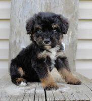 Bernedoodle