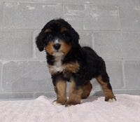Bernedoodle