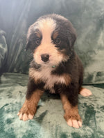 Bernese Mountain Dog