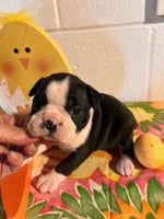 Betty Female AKC Boston Terrier $750