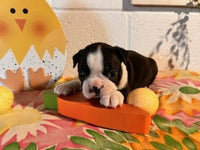 Betty Female AKC Boston Terrier $750