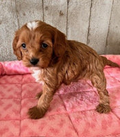 Cavapoo