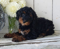 Cavapoo