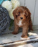 Cavapoo