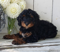Cavapoo