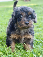 Cockapoo