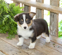 Corgi Aussie Mix