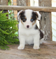 Corgi Aussie Mix