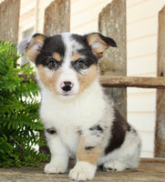Corgi Aussie Mix