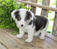 Corgi Aussie Mix
