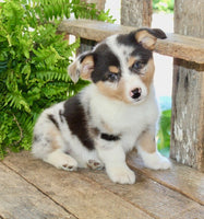 Corgi Aussie Mix