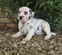 Dalmatian
