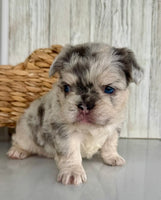 Fluffy French Bulldog