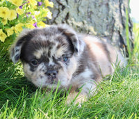  Fluffy French Bulldog