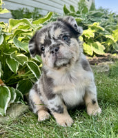  Fluffy French Bulldog