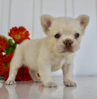 Fluffy French Bulldog