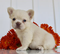 Fluffy French Bulldog