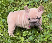 French Bulldog