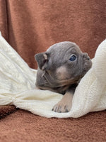 French Bulldog