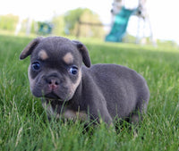 French Bulldog