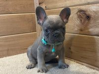 French Bulldog
